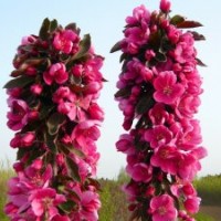 皺皮木瓜苗，油根子苗，北美海棠苗，垂絲海棠苗。