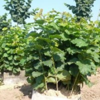 供應(yīng)內(nèi)蒙古大榛子苗