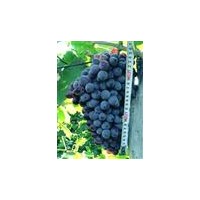 遼寧哪里出售金紅娃葡萄苗沈陽(yáng)茉莉香葡萄苗錦州蜜汁葡萄苗夏黑京