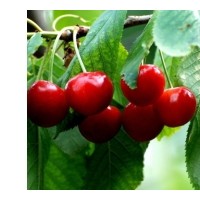 櫻桃苗，早大紅櫻桃苗，紅燈櫻桃苗，美早櫻桃苗