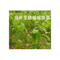 核桃苗、山西核桃苗、核桃苗