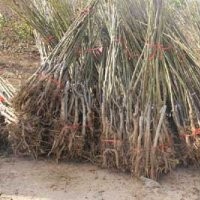 果樹(shù)苗批發(fā)，8518核桃樹(shù)苗價(jià)格，綿陽(yáng)優(yōu)質(zhì)核桃樹(shù)苗