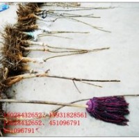 [麻核桃家園]- 供應(yīng)2015年淶水文玩核桃成品樹苗