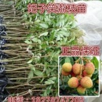 荔枝苗正宗妃子笑荔枝苗/嫁接苗批發(fā)當(dāng)年結(jié)果推薦！