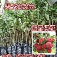 果樹苗木糯米糍妃子笑|無核荔枝 苗 當(dāng)年結(jié)果南北方種植可盆栽