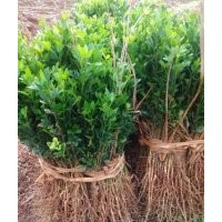 低價供應(yīng)枳殼小苗