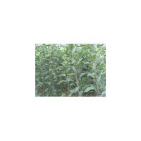 供應(yīng)蘋(píng)果苗 桃樹(shù)苗,杏樹(shù)苗 櫻桃苗，梨樹(shù)苗