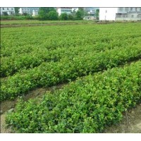 長林系列良種油茶苗/高產(chǎn)良種油茶苗/高產(chǎn)油茶嫁接苗