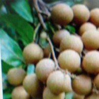 供應(yīng)臺(tái)灣（立東笨）龍眼苗