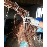 白城巨峰葡萄苗種植基地出售大量一等嫁接巨峰葡萄苗