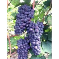 遼源葡萄苗 柳河葡萄苗，出售靖宇哪有賣葡萄苗的