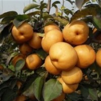 臨沂口感梨樹苗，世源苗木基地
