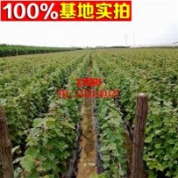 南北方 盆栽 地栽 紅提葡萄