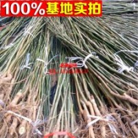 遼核一號核桃苗銷售 當年掛果核桃