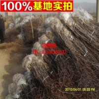 批發(fā)果樹苗 優(yōu)質(zhì)靈寶大棗棗樹苗