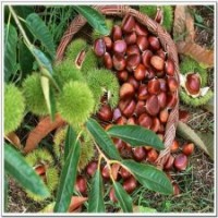 山東板栗 板栗苗直銷 板栗苗種植技術