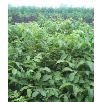 核桃苗，核桃種苗，核桃樹