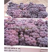 黑龍江省嫁接蜜汁葡萄苗、遼寧大連出售茉莉香葡萄苗