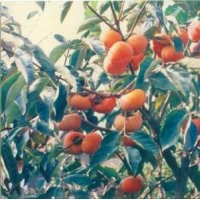 長(zhǎng)期供應(yīng)柿子苗