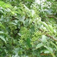 長(zhǎng)期供應(yīng)花椒苗