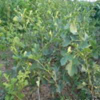 山西大金星大五棱山楂苗樹苗批發(fā)商