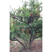 低價出售安徽懷遠石榴樹和樹樁，樹枝