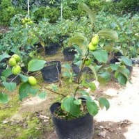 大青棗苗蜜絲棗苗牛奶棗苗首選青山綠水育苗場