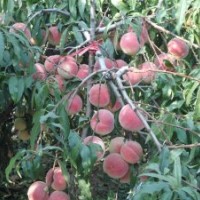 山東晚熟桃苗、桃苗新品種、映霜紅桃苗