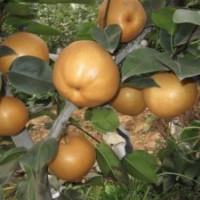 掛果早、見效快、外形美、品質(zhì)優(yōu)的金秋香梨苗、