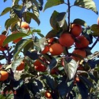 批發(fā)山楂苗；求購(gòu)山楂苗；山楂苗價(jià)格