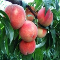 急售3-5公分桃樹 占地垃圾苗 價格3元