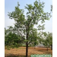 河北省保定市滿城區(qū)柿樹低價供應(yīng) 包上車