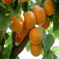 金太陽 凱特大杏樹苗批發(fā)