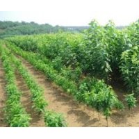 山西運(yùn)城低價(jià)急售櫻桃苗山楂苗蘋(píng)果苗