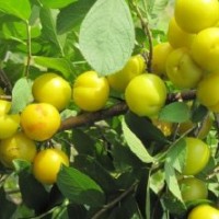采摘園鈣果苗/酸甜鈣果苗/黃色鈣果苗