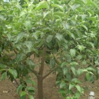 供應(yīng)2.3公分梨樹(shù)