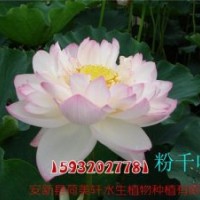 荷花苗種植,荷花苗,荷美軒(查看)