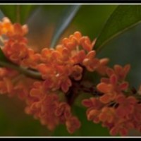 利源桂花|建始縣丹桂苗|丹桂苗木批發(fā)