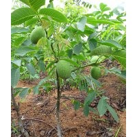 重慶核桃苗 重慶核桃苗基地 重慶核桃苗批發(fā)