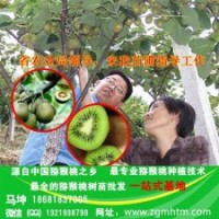 坤威獼猴桃苗,獼猴桃苗,獼猴桃苗價(jià)格