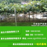 坤威獼猴桃苗_獼猴桃苗_獼猴桃苗木基地