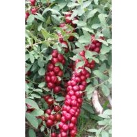 鈣果苗 中華鈣果