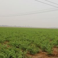 優(yōu)質(zhì)核桃苗-高產(chǎn)核桃苗-綠化核桃苗