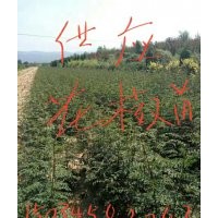 花椒苗，花椒苗基地