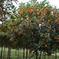 廣東桂花苗木|莎莎園藝|桂花苗木包郵