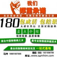 獼猴桃樹(shù)、坤威獼猴桃苗、獼猴桃樹(shù)價(jià)格