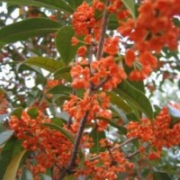 丹桂幼苗供應(yīng),江西丹桂幼苗,莎莎園藝(多圖)