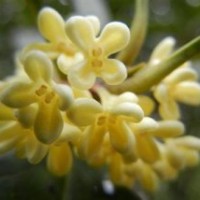 湖南金桂幼苗|莎莎園藝|金桂幼苗直銷