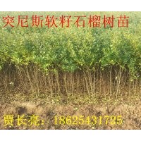 突尼斯軟籽石榴樹苗批發(fā)
