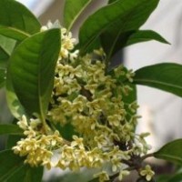 湖北金桂樹(shù)苗,莎莎園藝,金桂樹(shù)苗苗圃